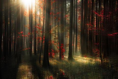 Forest with red leaves and green trees with sun beaming through